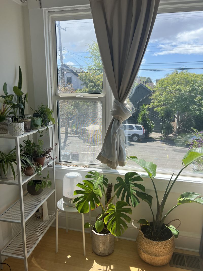 Check Window Direction Before Blaming The Plant