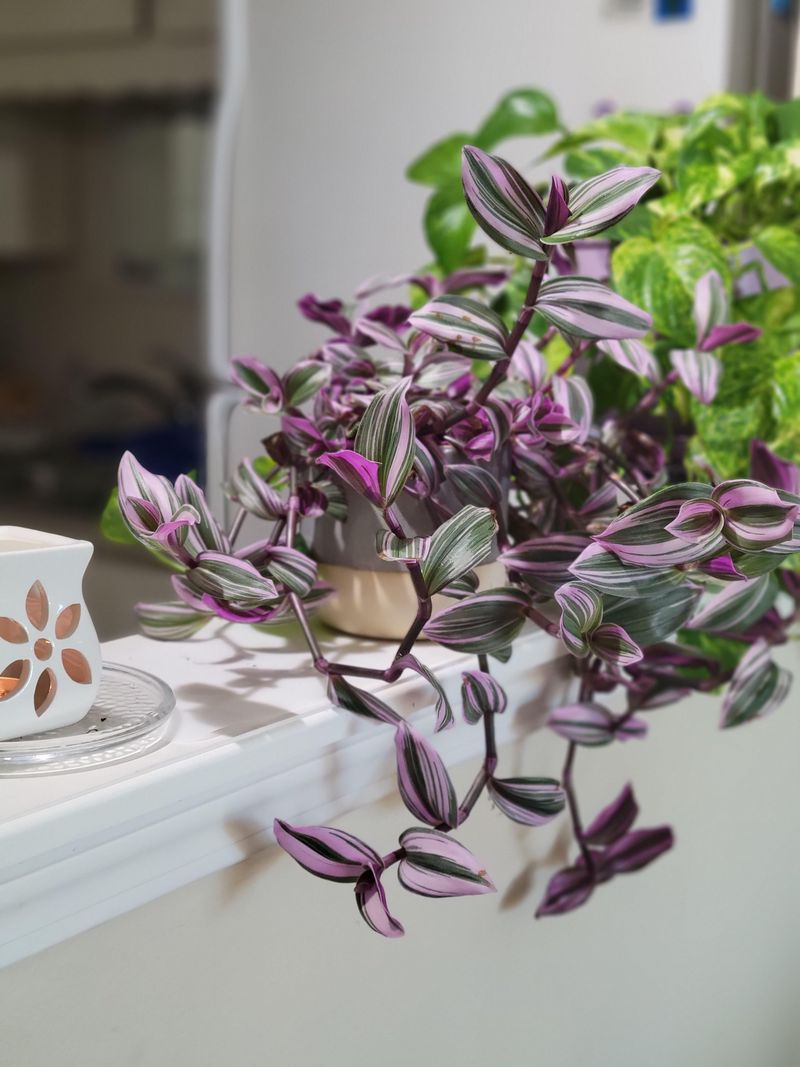 Light For Strong Color