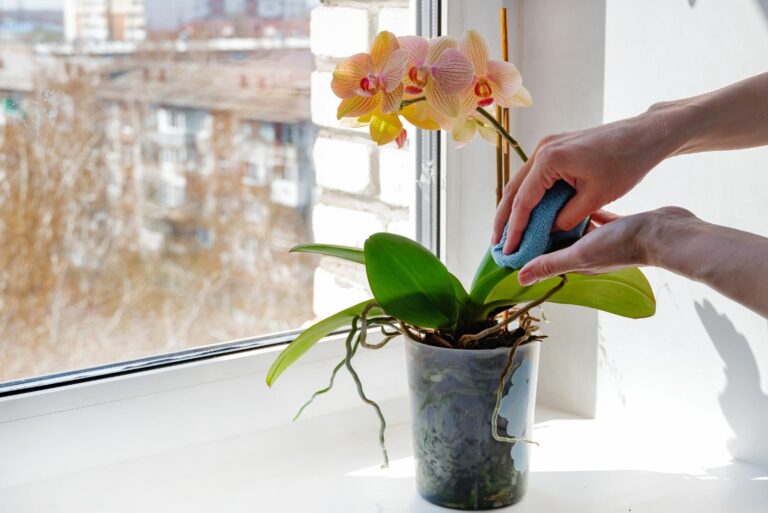 orchid winter care