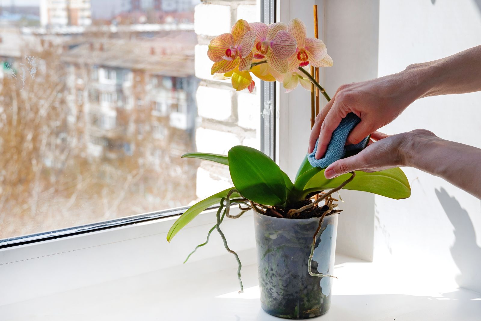 orchid winter care