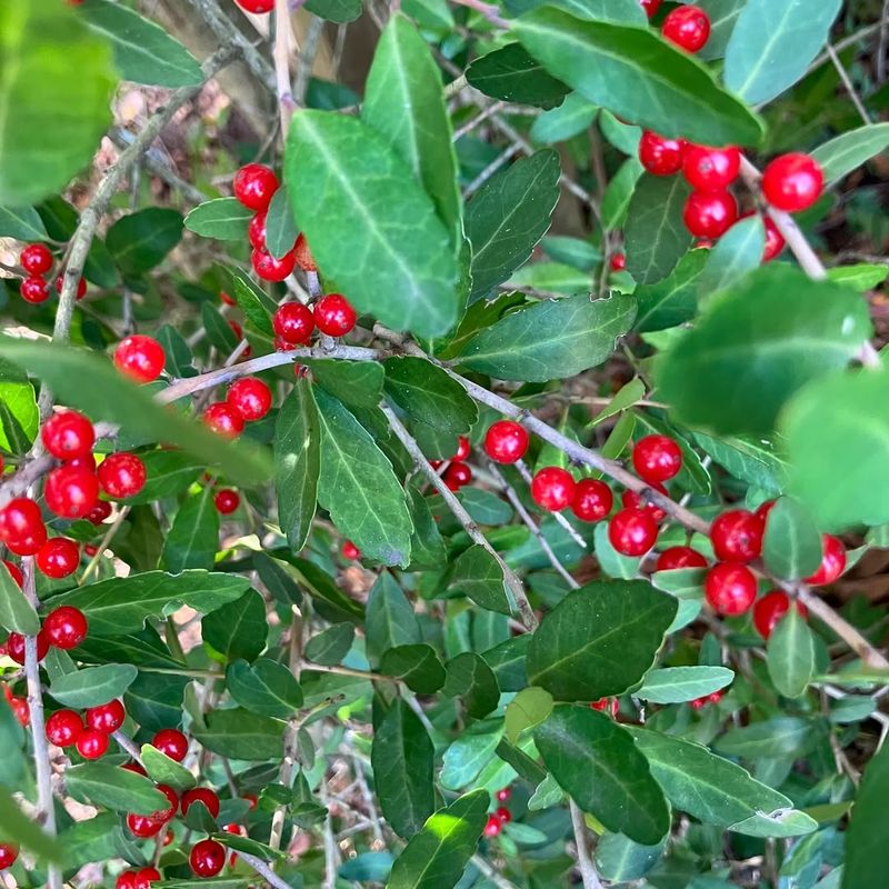 Yaupon Holly