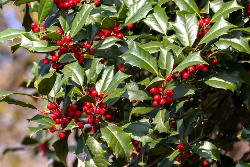 American Holly