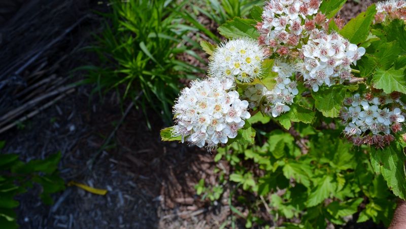 Ninebark Thrives In Poor Soil And Cold Weather