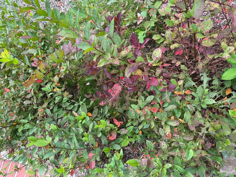 Virginia Sweetspire Keeps Its Structure Despite Cold Snaps