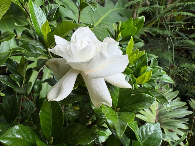 Gardenia