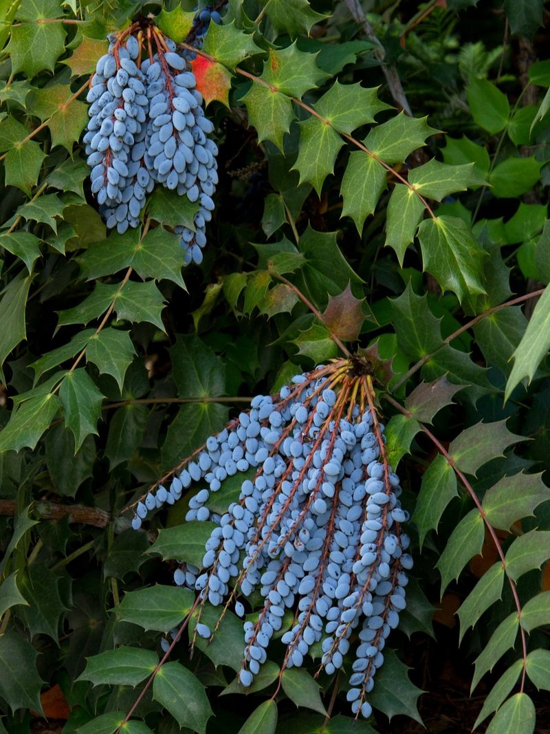 Leatherleaf Mahonia (Mahonia bealei, native cultivars)