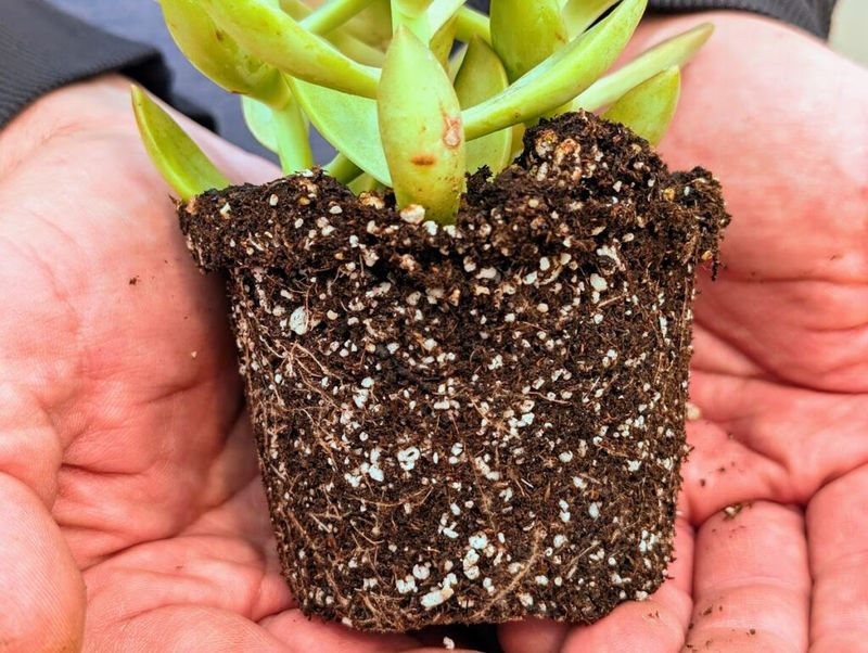 Repot Rootbound Plants