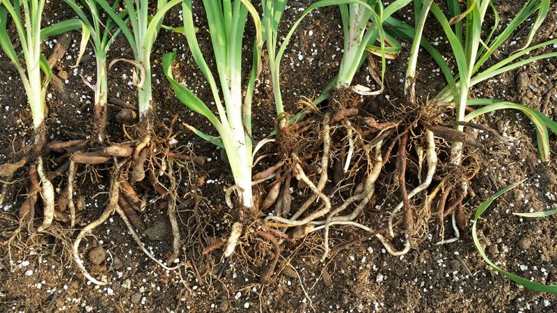 Divide And Transplant Perennials Before Heat Sets In