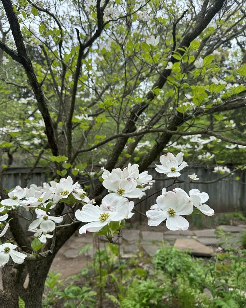 Deep Water During Dry Spells Even Before Full Leaf Out