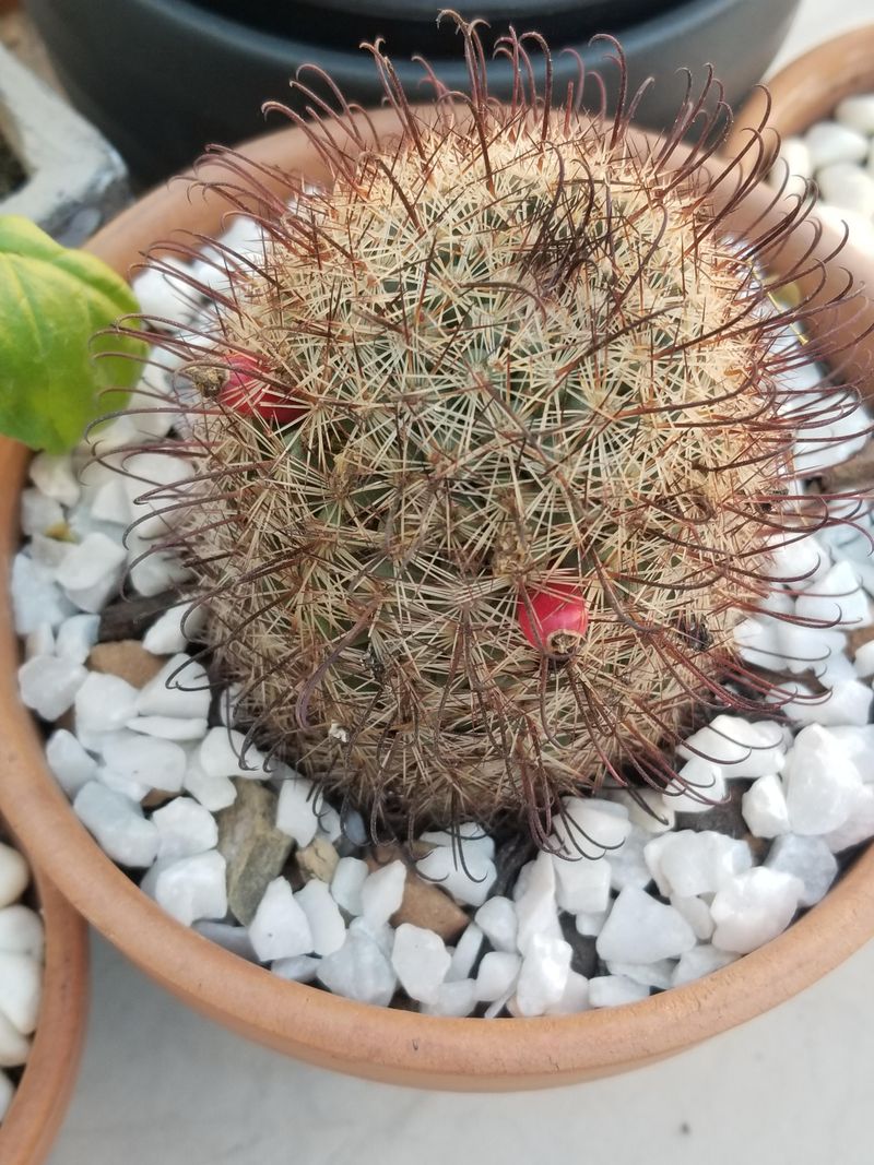 Make Sure The Pot Or Soil Drains Fast After Rain