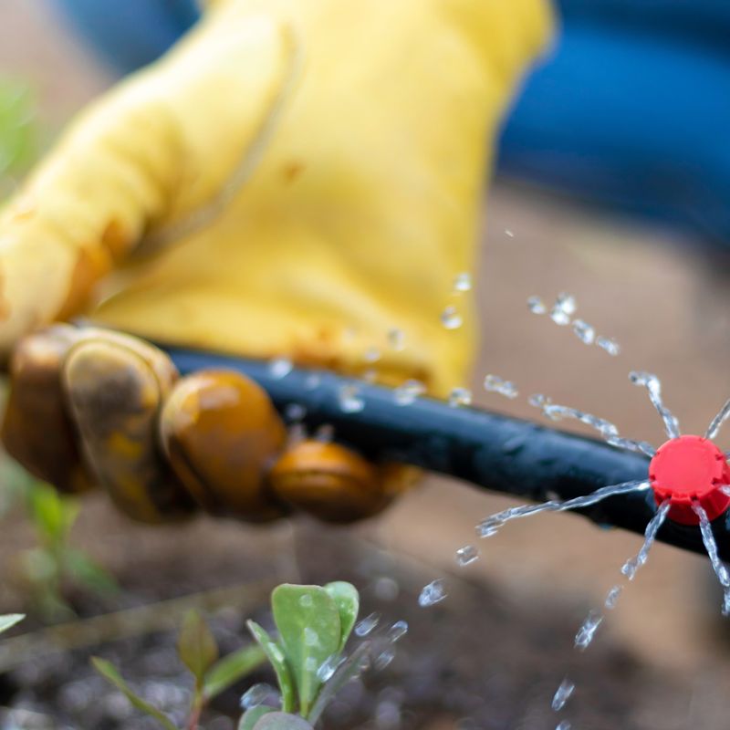 Avoid Feeding Newly Planted Or Recently Transplanted Plants