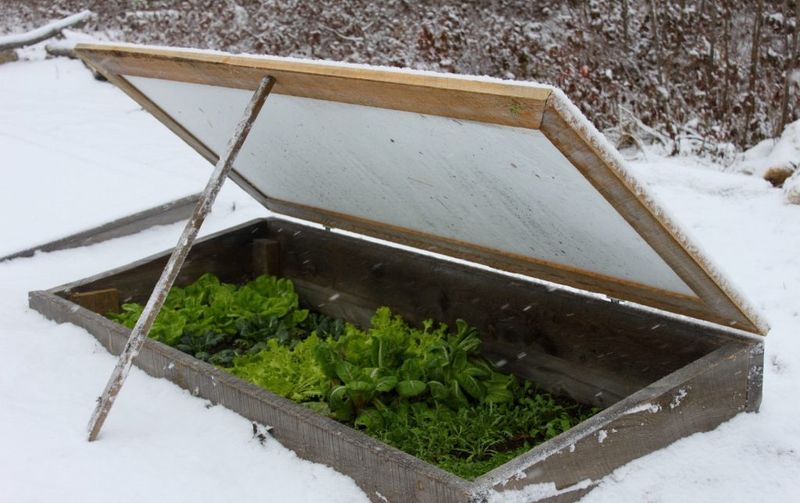 Prepare Cold Frames And Raised Beds