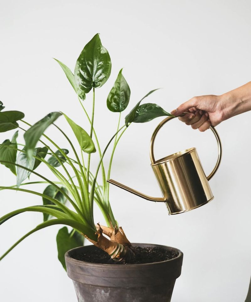 Adjust Watering To Match Plant Needs