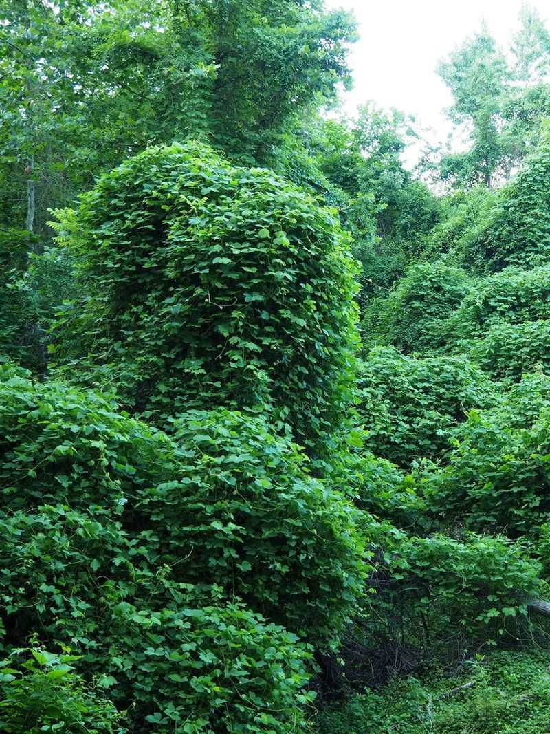 Notice If Other Plants Are Being Smothered