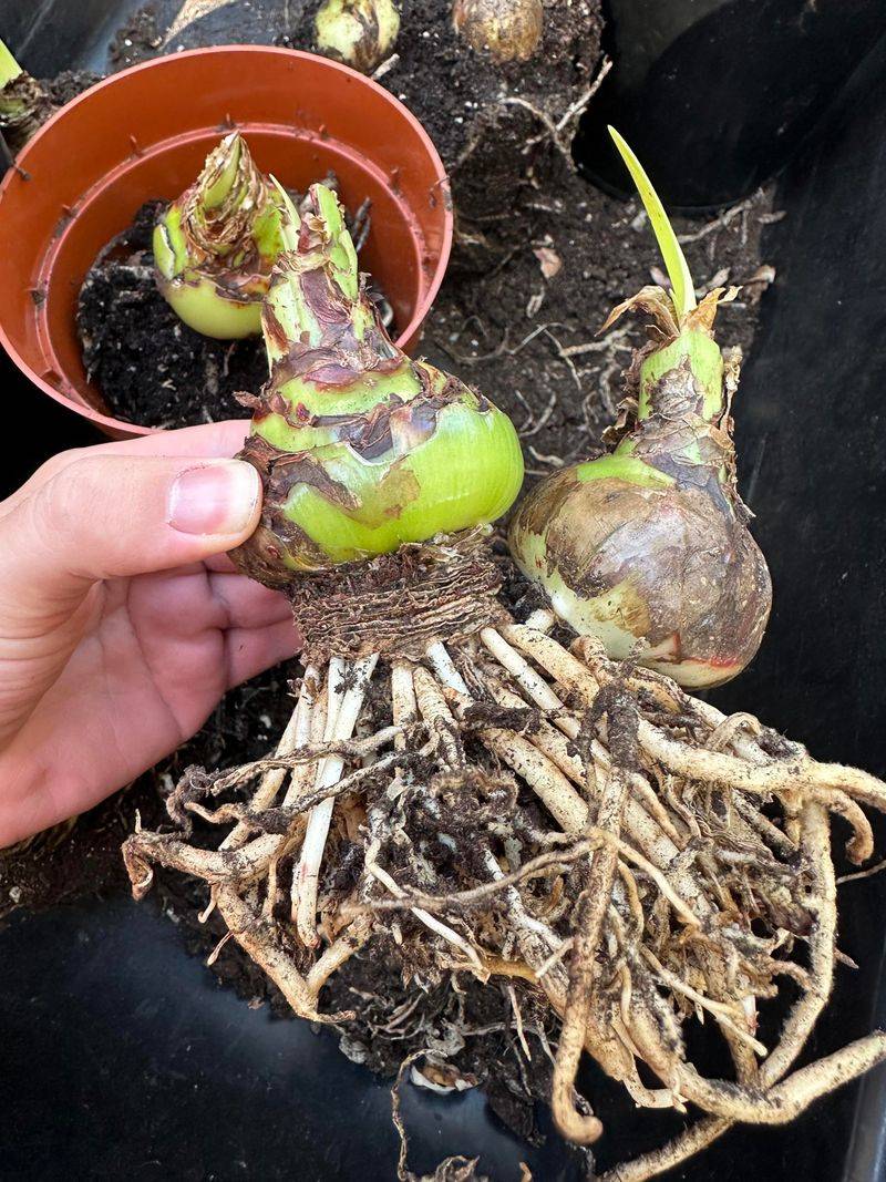 Trim Damaged Roots