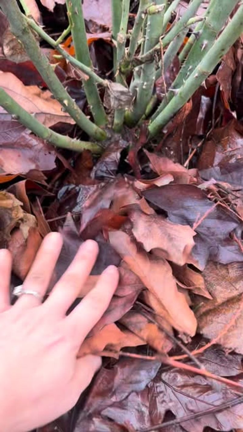 Remove Fallen Leaves And Debris