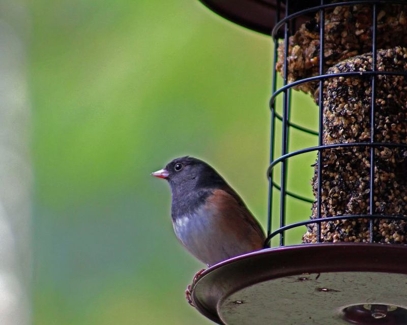 Provide Multiple Feeder Types At Different Heights