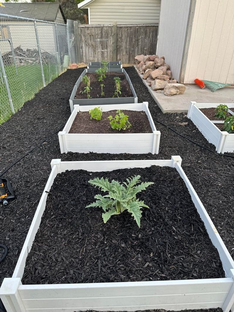 Mulch Thickly To Keep Roots Cool And Hydrated