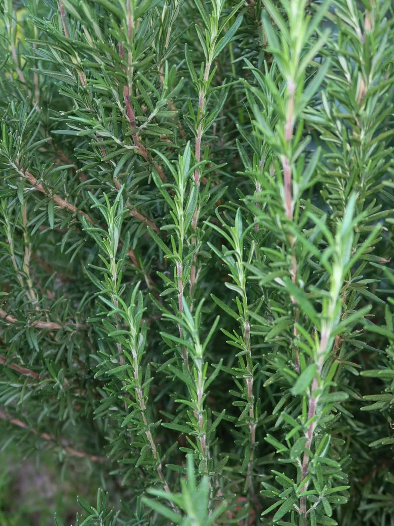 Choose Plants Desert Cottontails Tend To Avoid