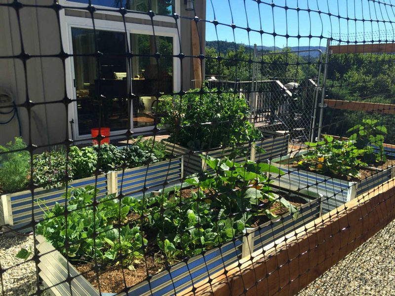 Use Raised Garden Beds With Buried Fencing