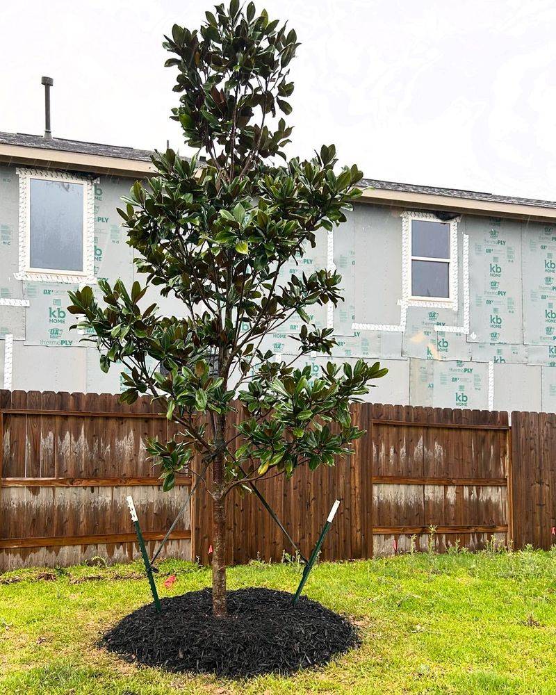 Plant Evergreen Screening Trees