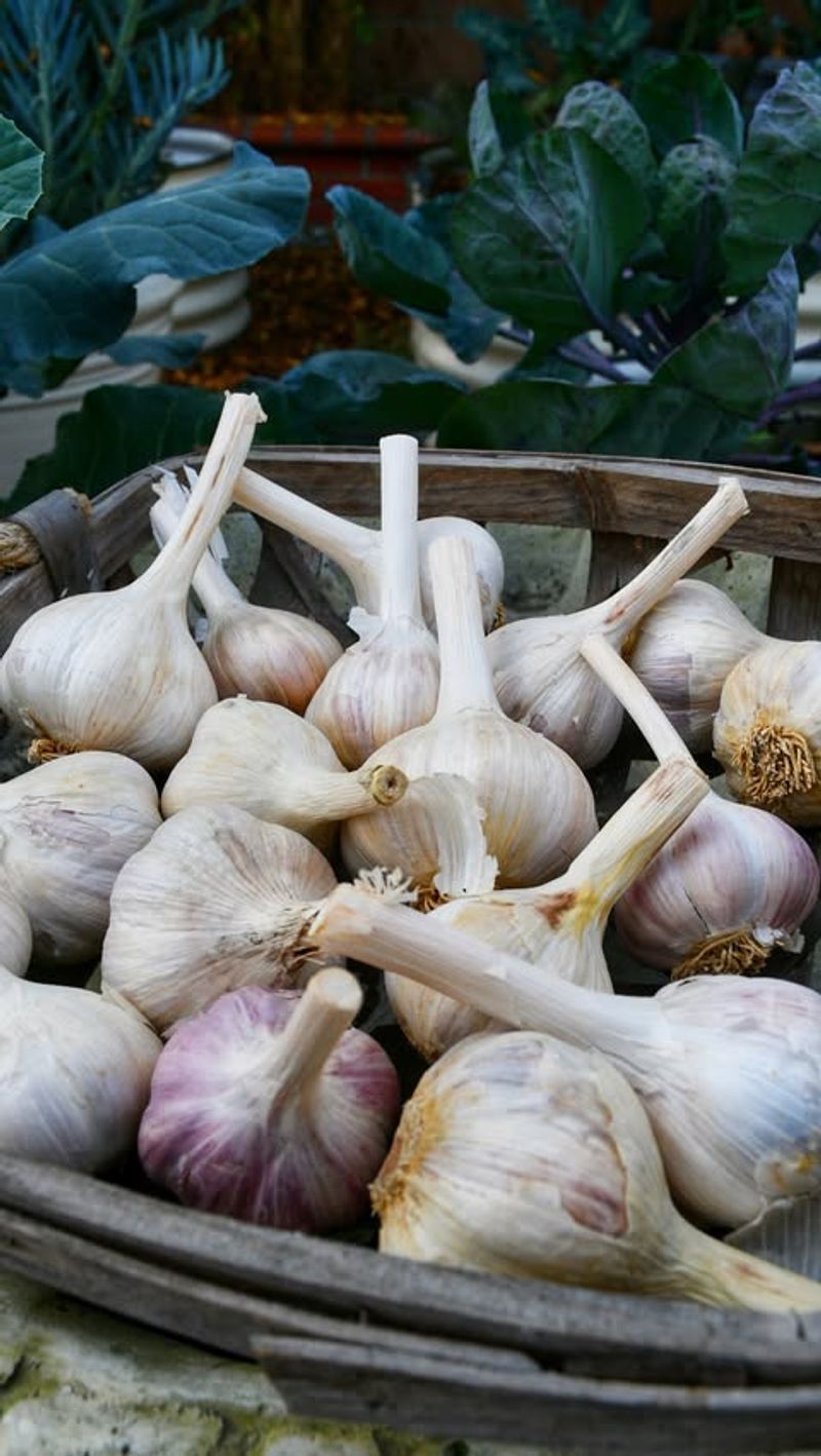 Sprinkle Strong-Smelling Herbs or Natural Repellents