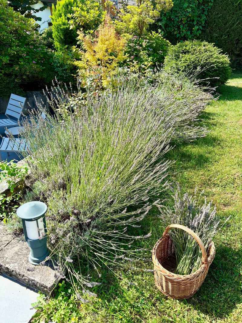 Use Deer Resistant Plants They Avoid Browsing