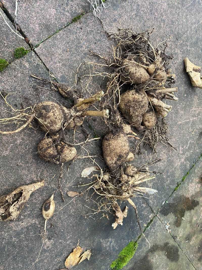 Dig Up And Store Tubers