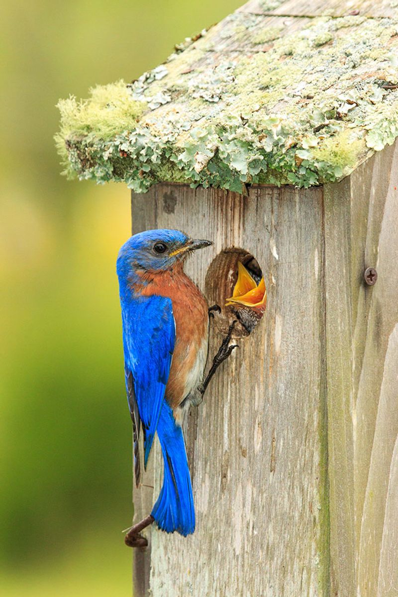 Install The Right Bluebird Nest Box