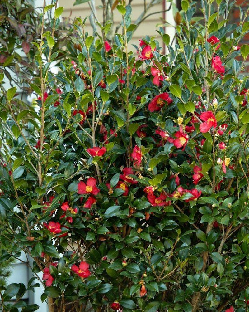 Selecting Evergreen Structure For Year-Round Curb Appeal