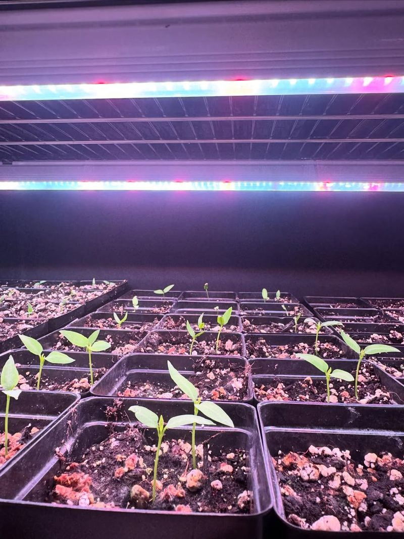 Grow Lights Too High Cause Spindly Growth