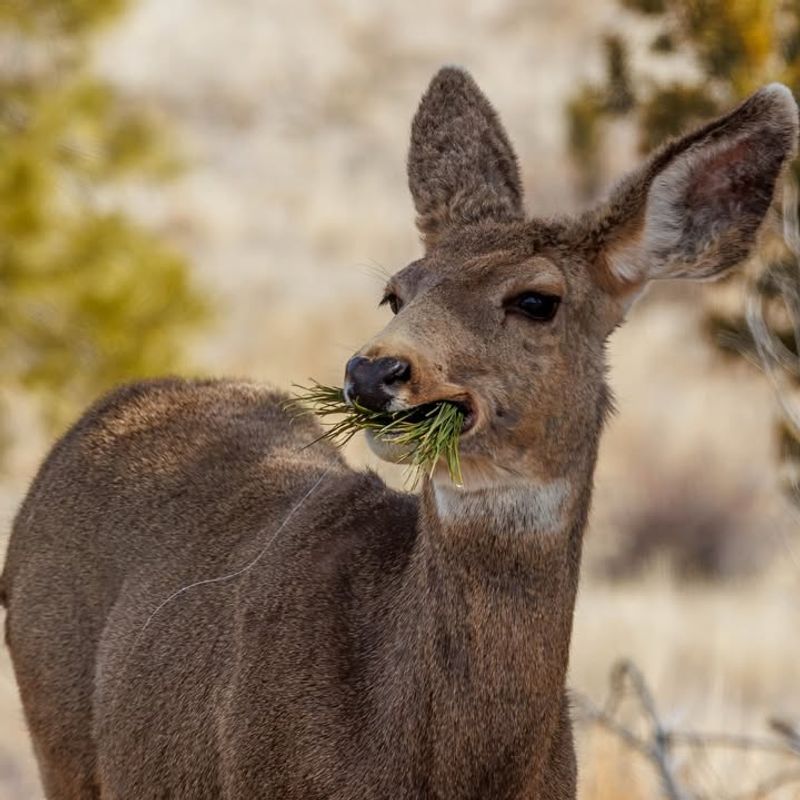 Avoid Fertilizers That Create Extra-Tender Growth Deer Prefer