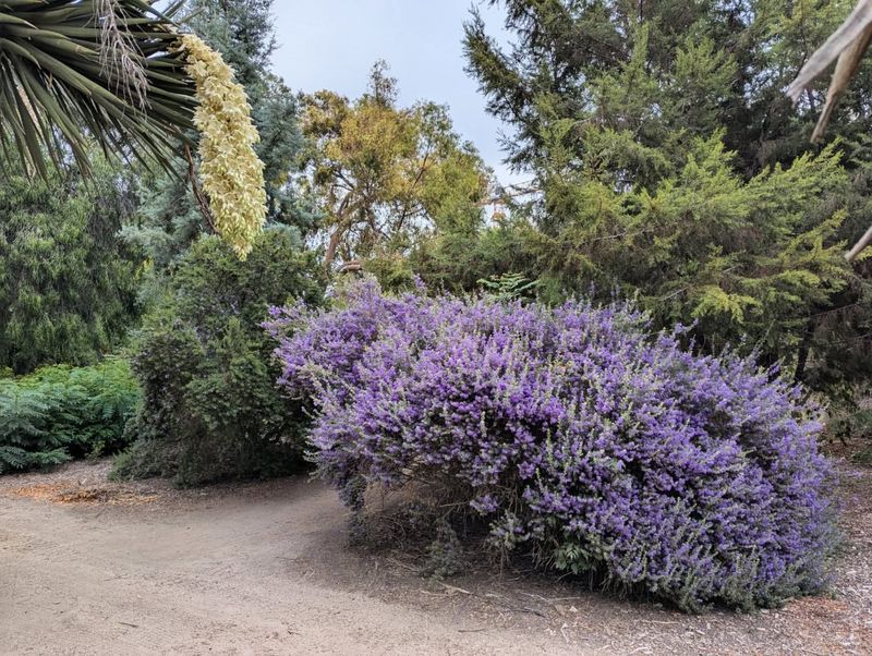 Anchor The Front Yard With Texas Ranger Shrubs