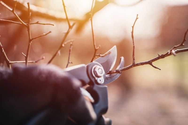 Remove Dry, Diseased, And Damaged Branches First