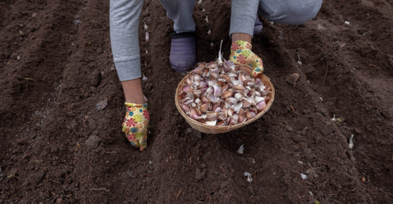 planting garlic