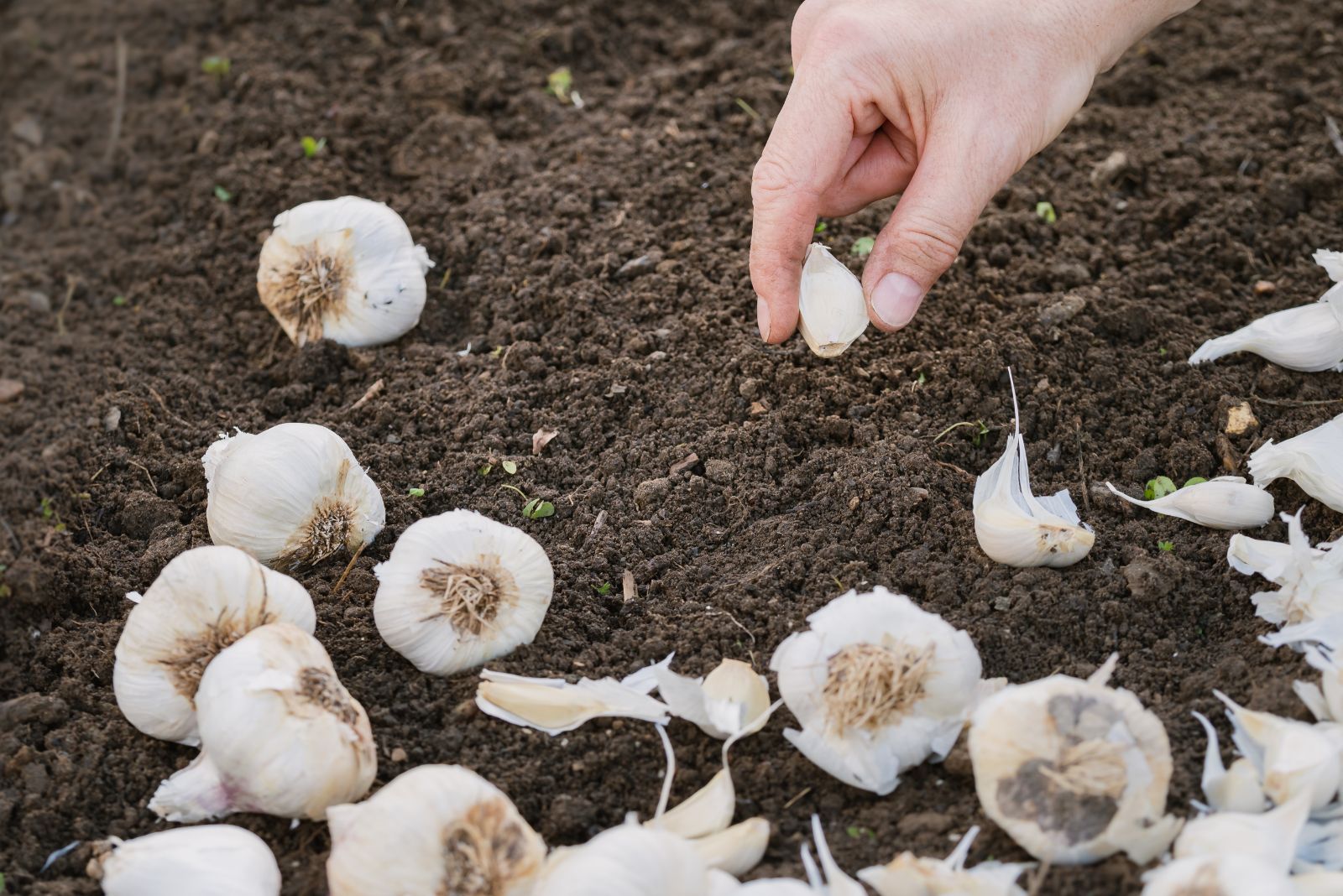 planting garlic