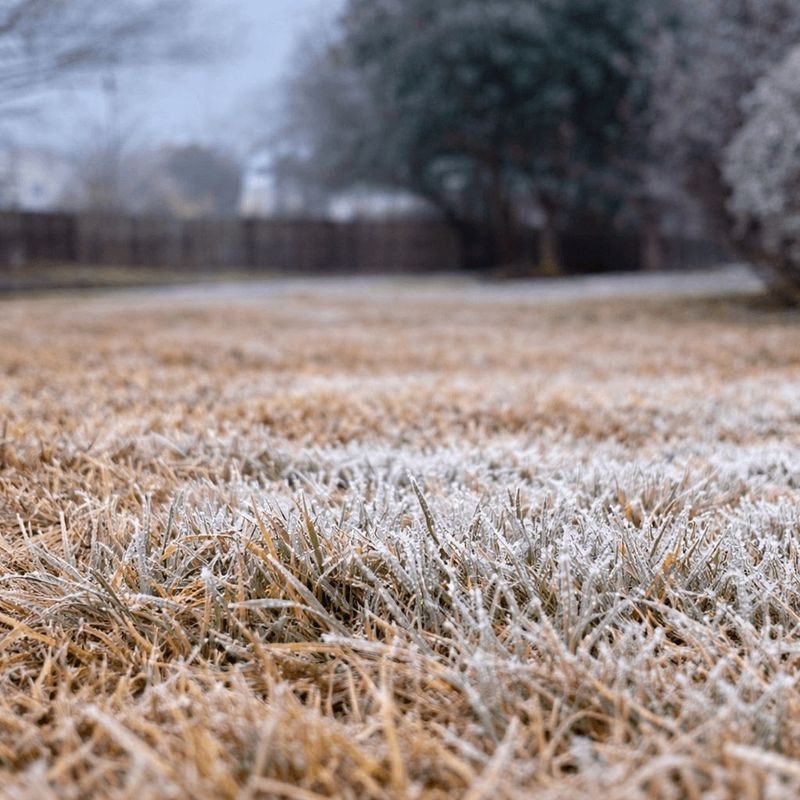 Grass Turns Brown But That Does Not Mean It Is Gone