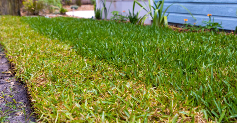 St. Augustine grass