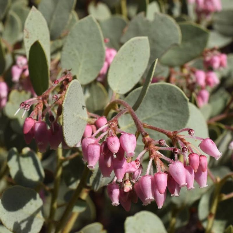 Manzanita (Arctostaphylos spp.)