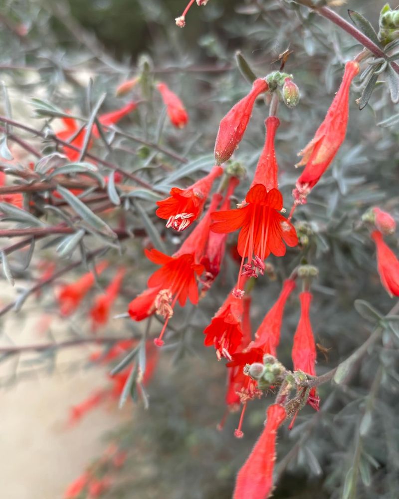California Fuchsia (Epilobium canum)