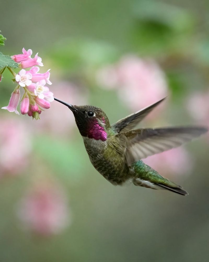 Chaparral Currant (Ribes malvaceum)