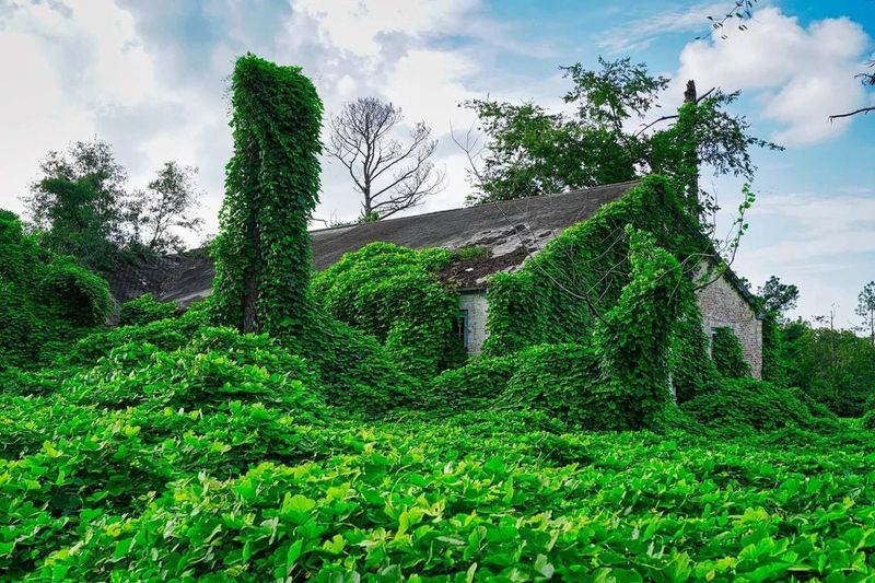 It Threatens Native Ecosystems