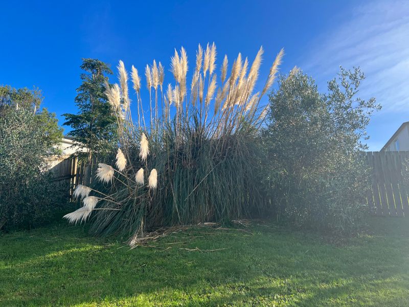 Many Cities Discourage Pampas