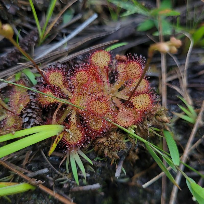 Native Americans Used Sundew 