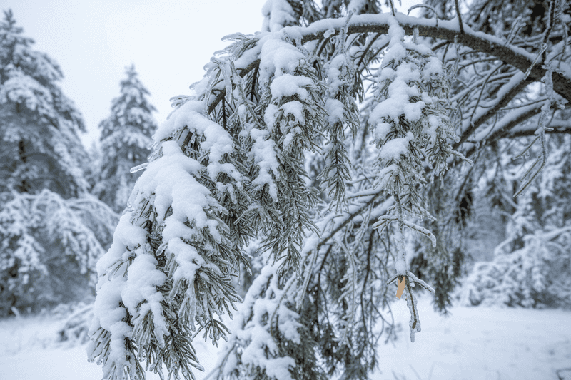 Wet Heavy Snow Can Physically Break Stems And Branches