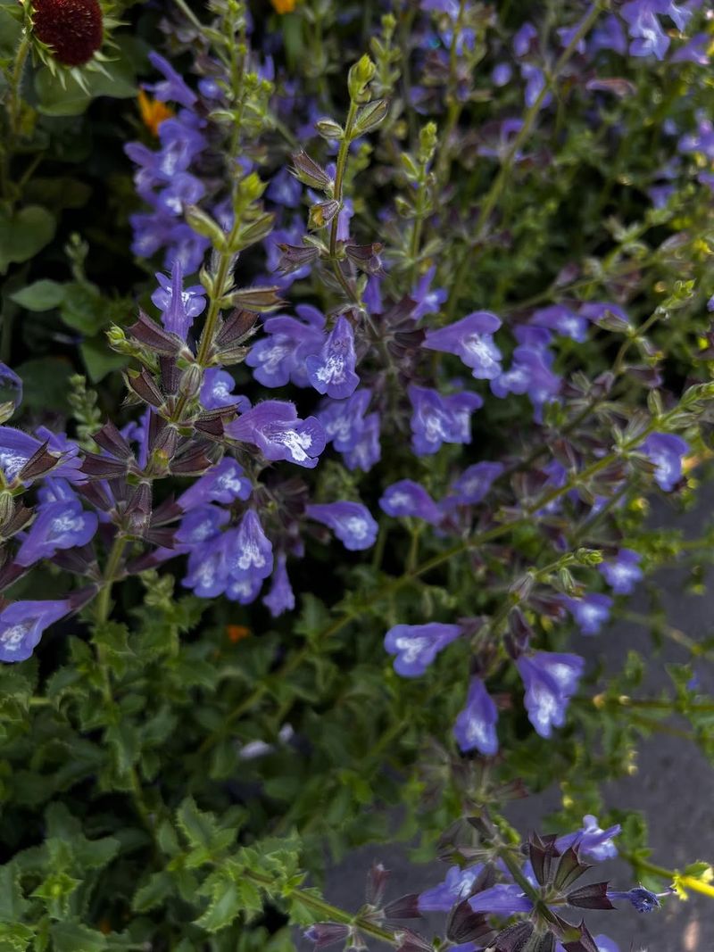 It Blooms For A Long Time