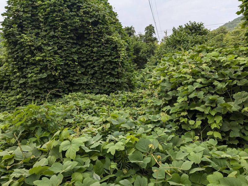 It's Very Difficult To Eradicate