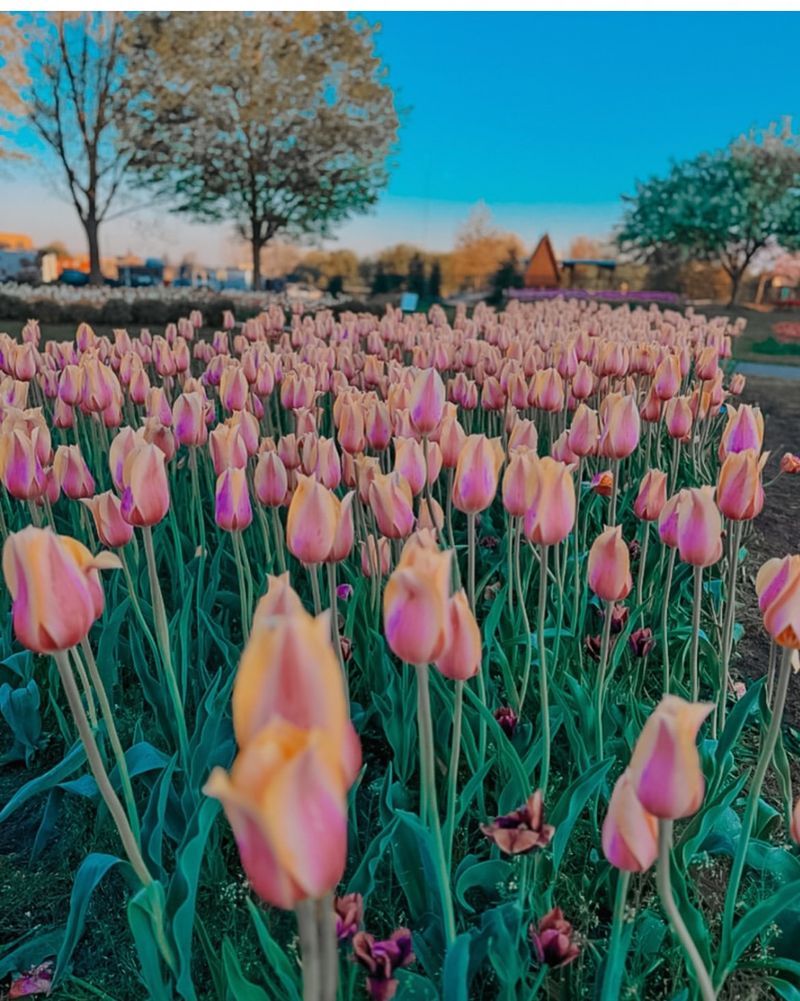 Millions Of Tulips Bloom Across The City Every Spring