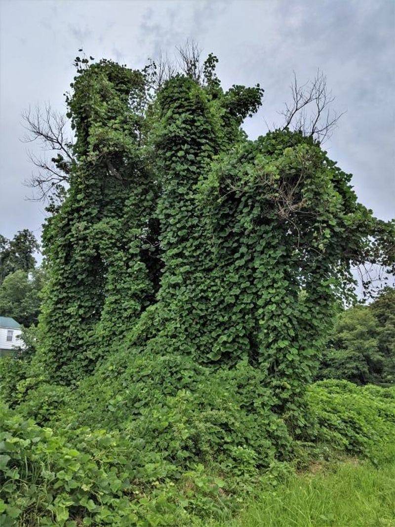 Warming Climate May Help It Spread North