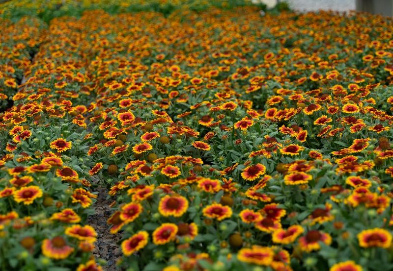 Long Bloom Season From Early Summer To Fall